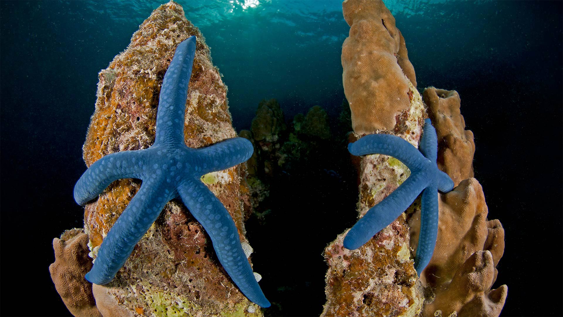Blue linckia sea stars off New Ireland in Papua New Guinea - Jurgen Freund
