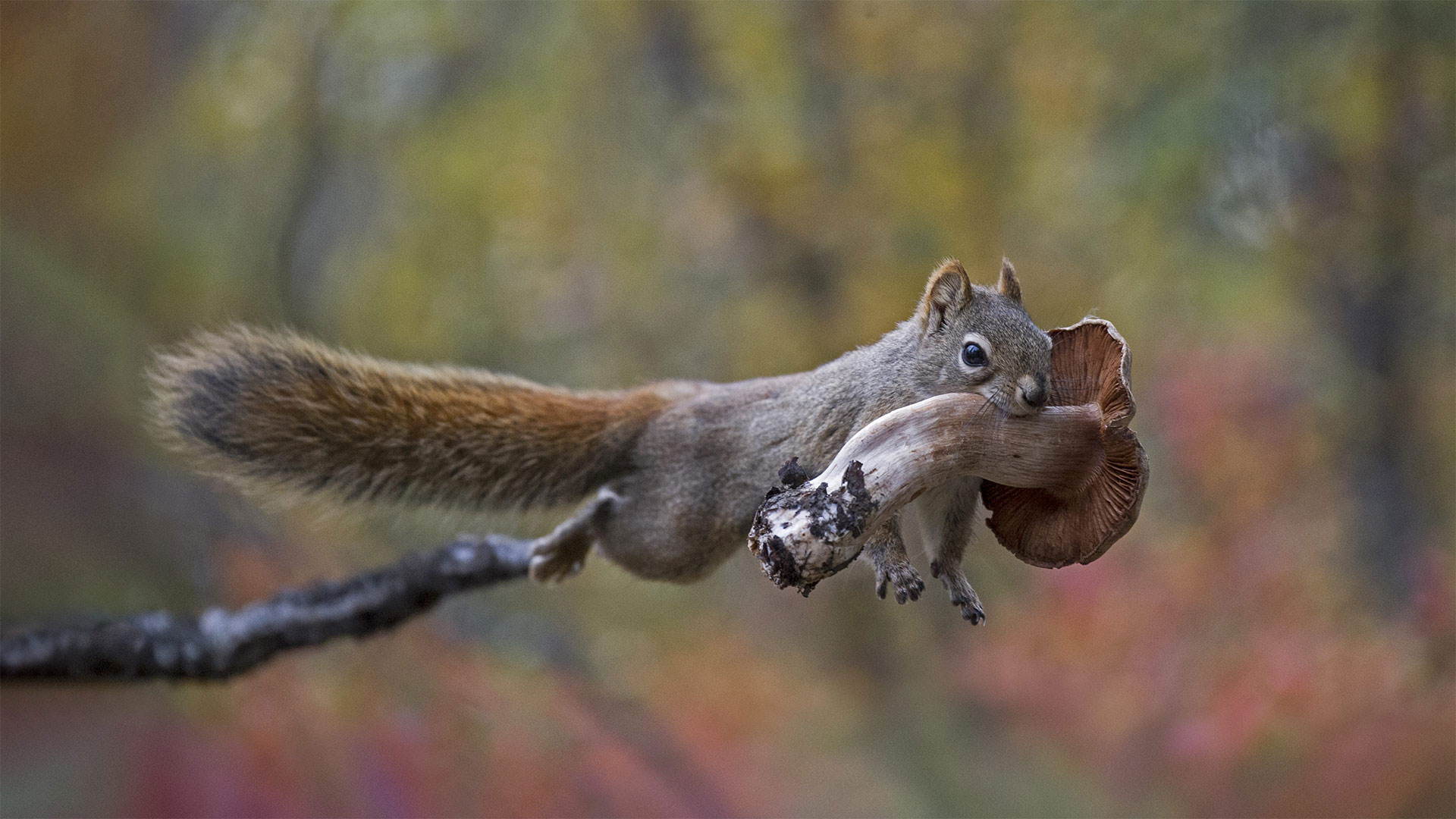 Red squirrel carrying a mushroom - Michael Quinton