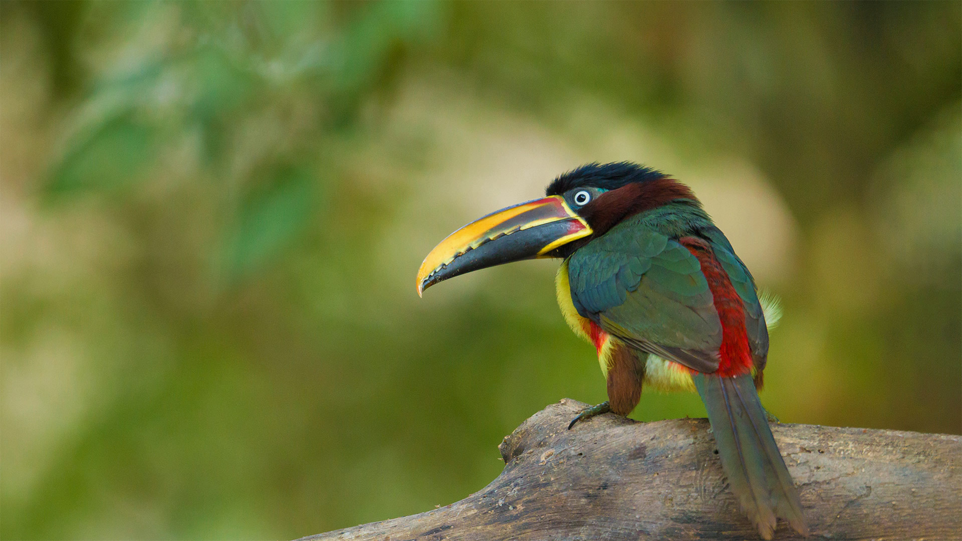 Chestnut-eared aracari in the Pantanal region of Brazil - Ana Gram/Shutterstock)