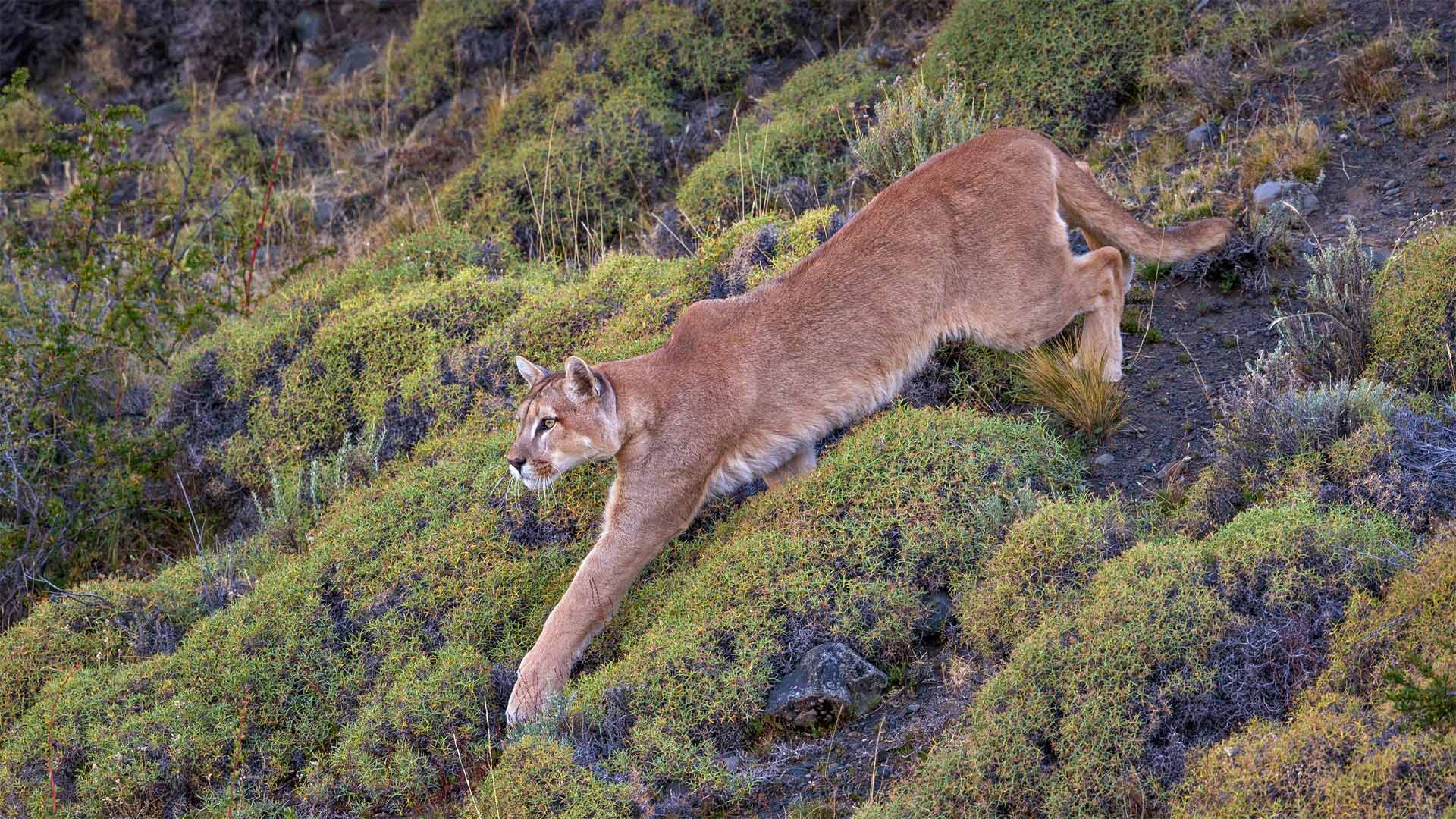 Puma in Torres del Paine National Park, Patagonia, Chile - Ingo Arndt