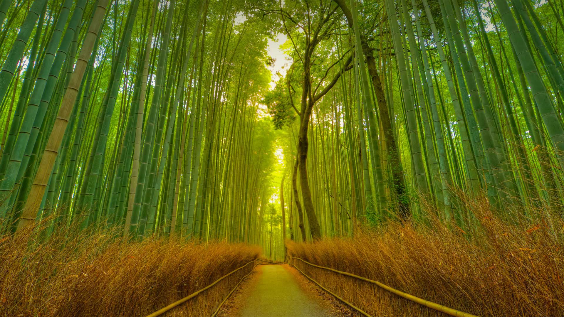 Footpath in the Arashiyama Bamboo Grove, Kyoto, Japan - Razvan Ciuca/Getty Images)