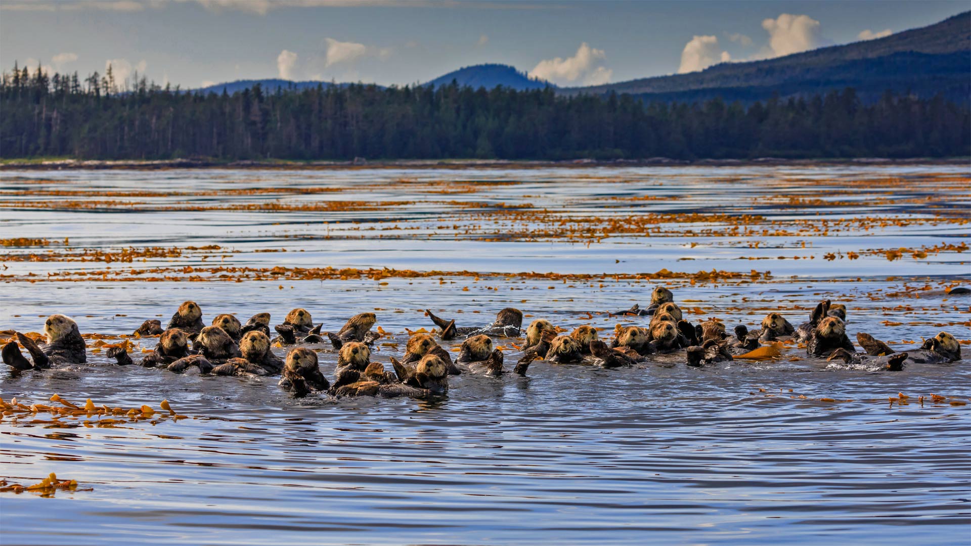 Raft of sea otters in Sitka Sound, near Sitka, Alaska - Robert Harding/Offset/Shutterstock)