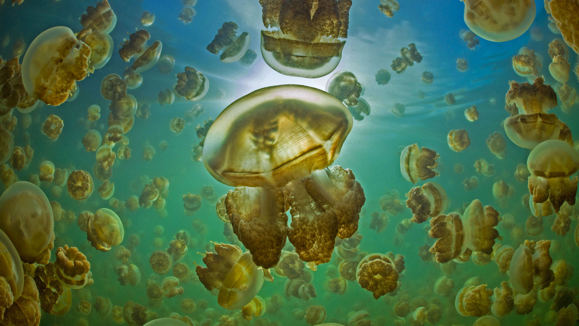 Golden jellyfish in Jellyfish Lake on the island of Eil Malk, Palau - Nature Picture Library/Alamy)