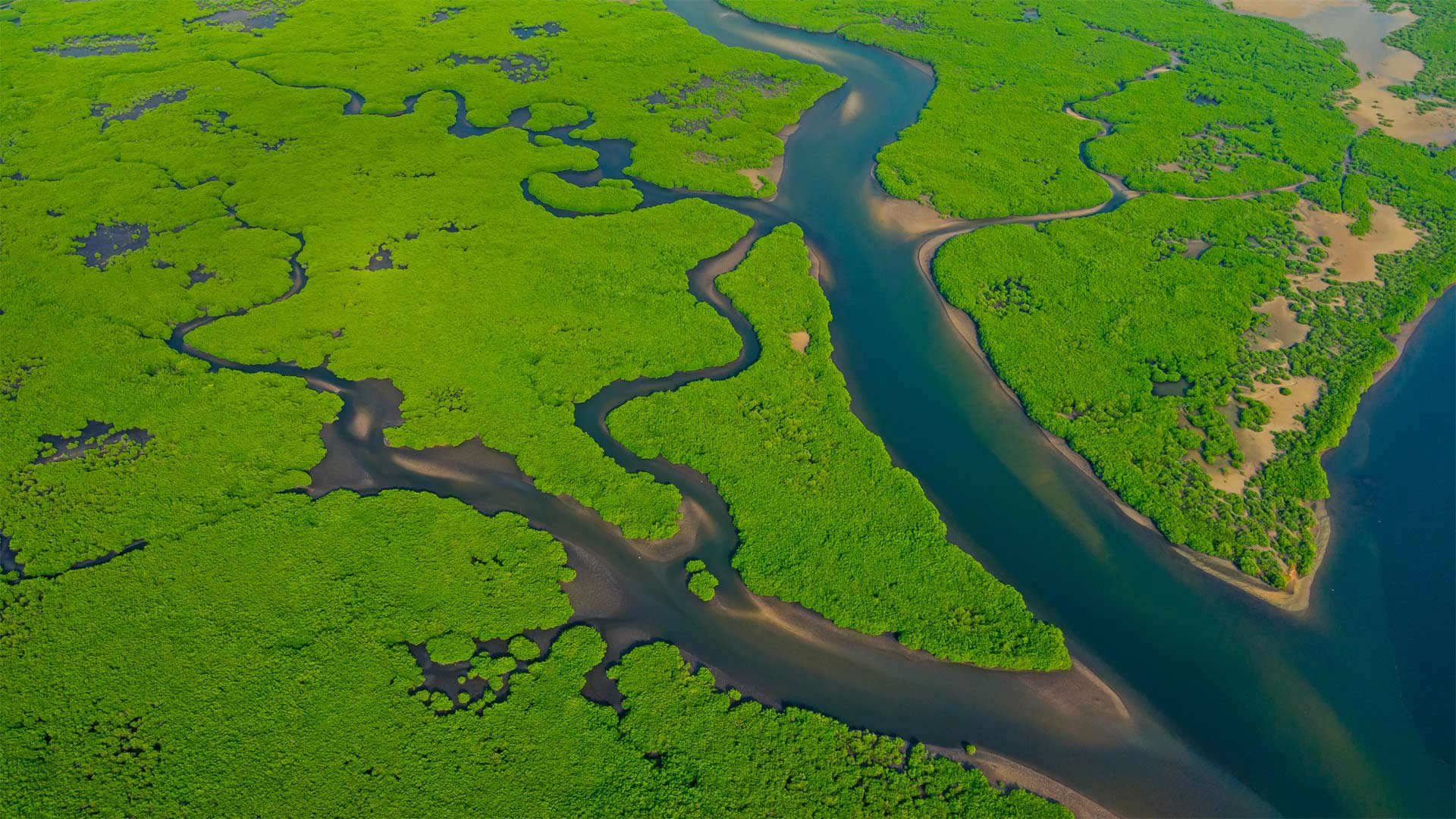 Aerial view of the Amazon River in Brazil - Curioso.Photography/Shutterstock)