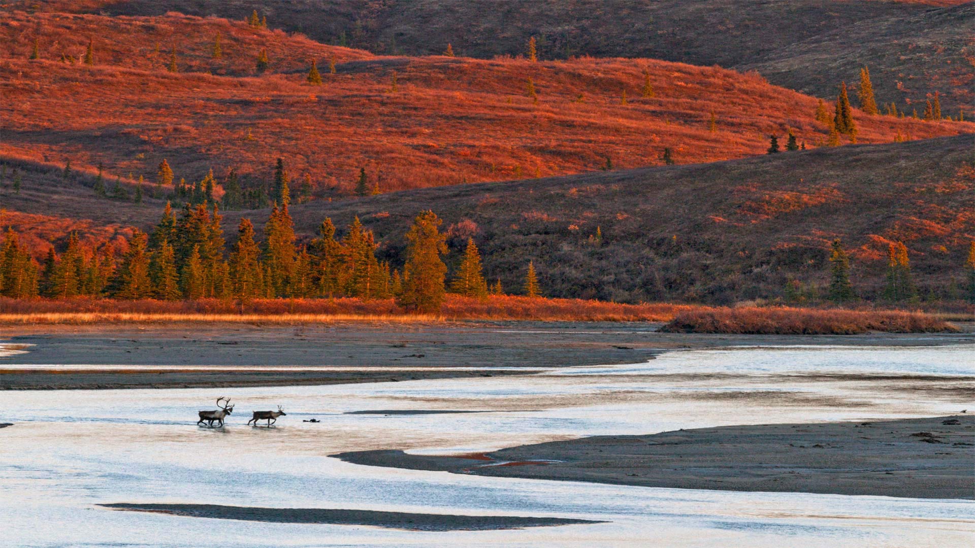 Caribou crossing the Susitna River during autumn, Alaska - Tim Plowden/Alamy)
