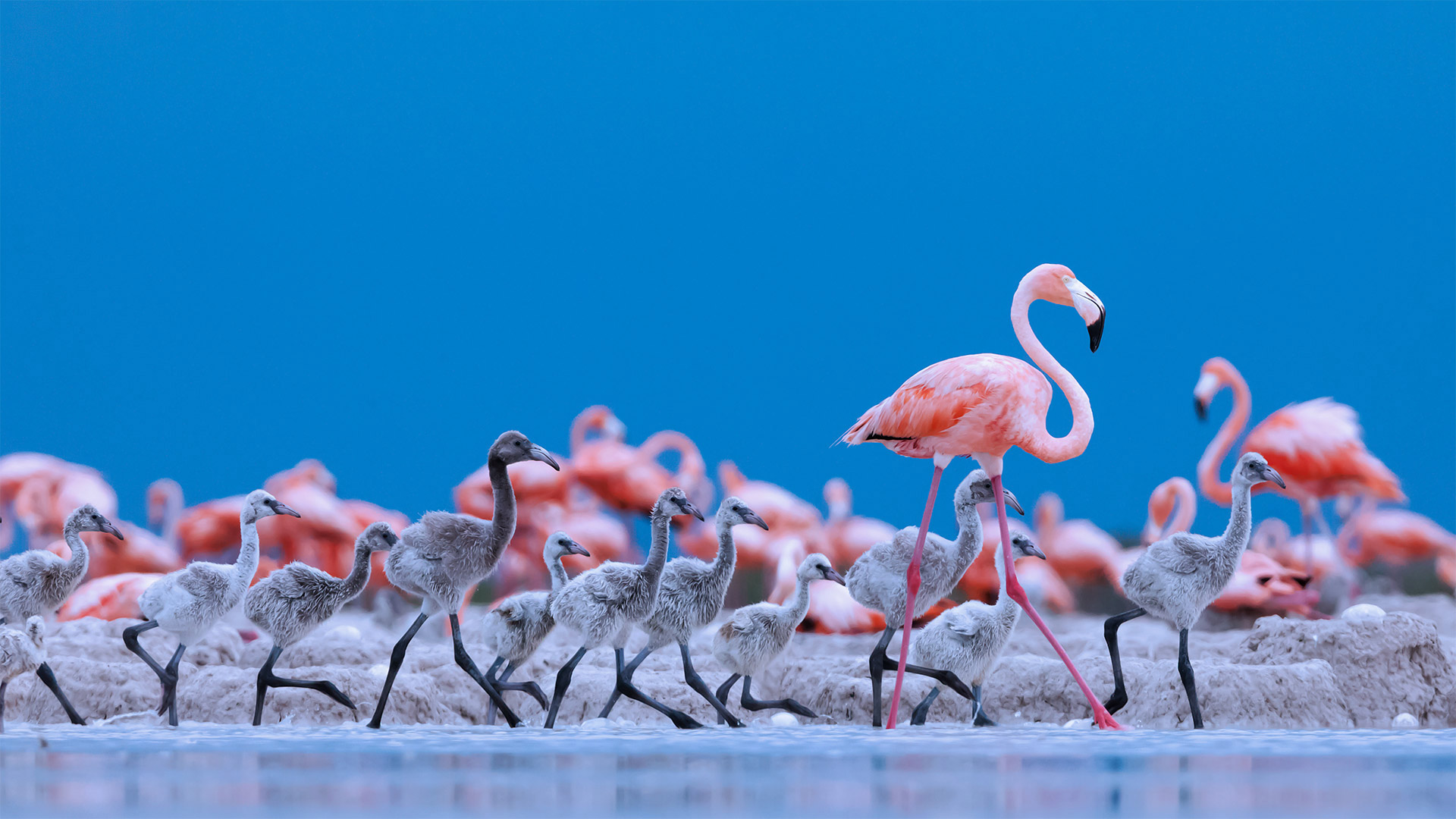 Caribbean flamingos, Ría Lagartos Biosphere Reserve, Yucatán Peninsula, Mexico - Claudio Contreras