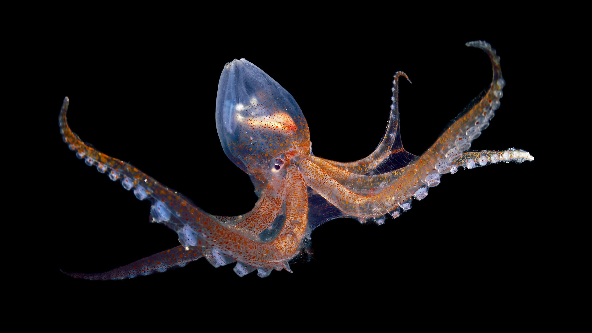 Glass octopus in the Atlantic Ocean off Cabo Verde - Solvin Zankl