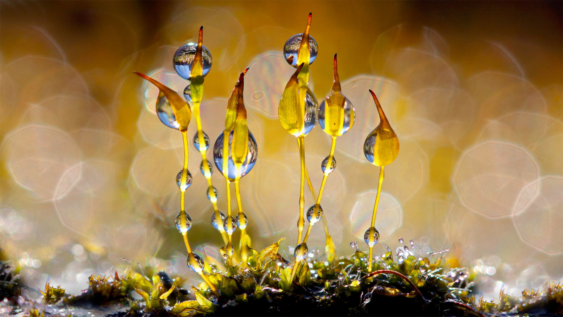 Wall screw-moss glistening with water droplets, Netherlands - Arjan Troost