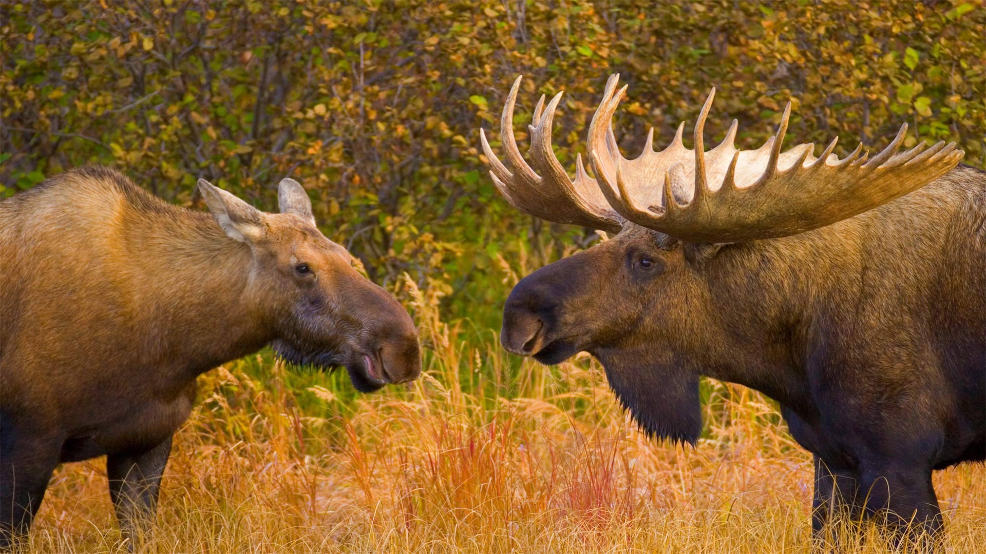 Bull and female moose in Denali National Park, Alaska - Yva Momatiuk and John Eastcott