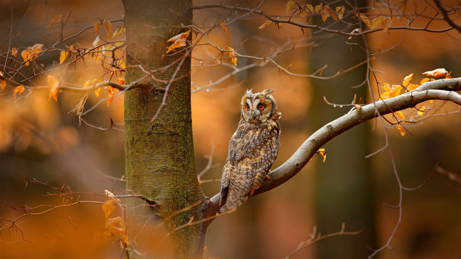 Long-eared owl in the Bohemian-Moravian Highlands of the Czech Republic - Ondrej Prosicky/Alamy)