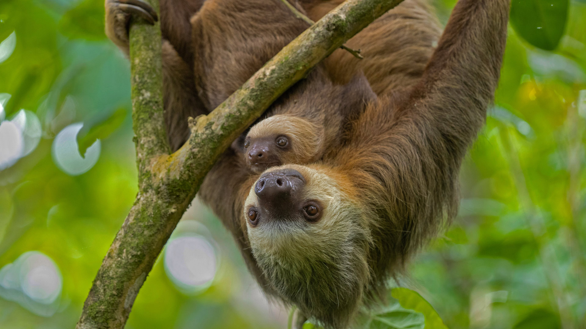 Hoffmann's two-toed sloth mother and young, Puerto Viejo de Talamanca, Costa Rica - Suzi Eszterhas