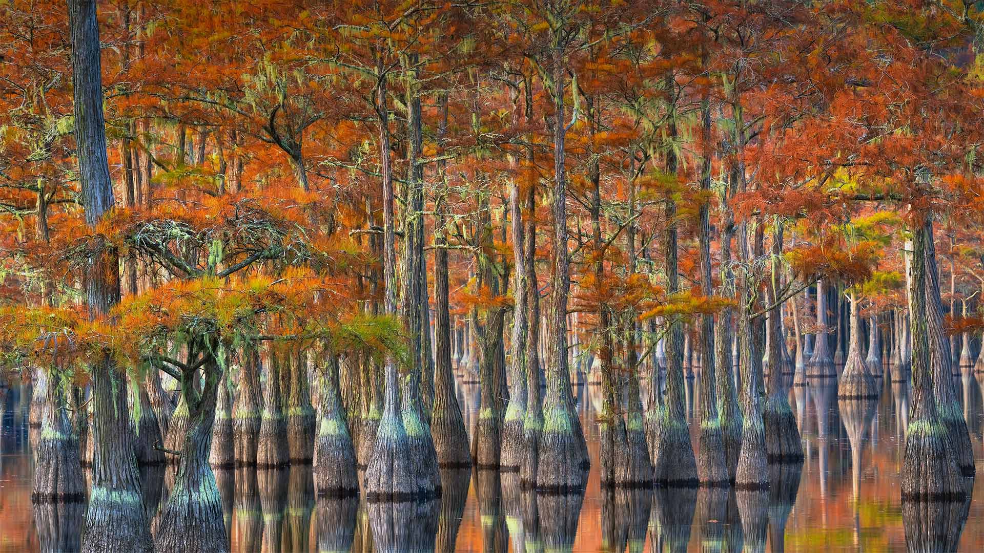 Cypress trees in autumn, Georgia - Chris Moore/Tandem Stills + Motion)