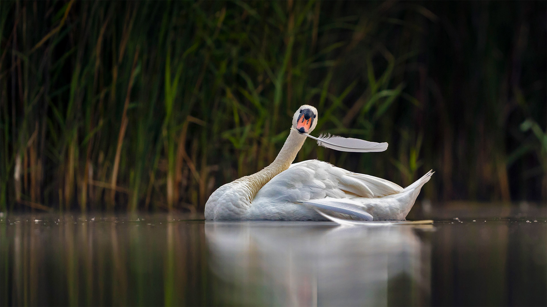 Mute swan in Valkenhorst Nature Reserve, near Valkenswaard, the Netherlands - David Pattyn