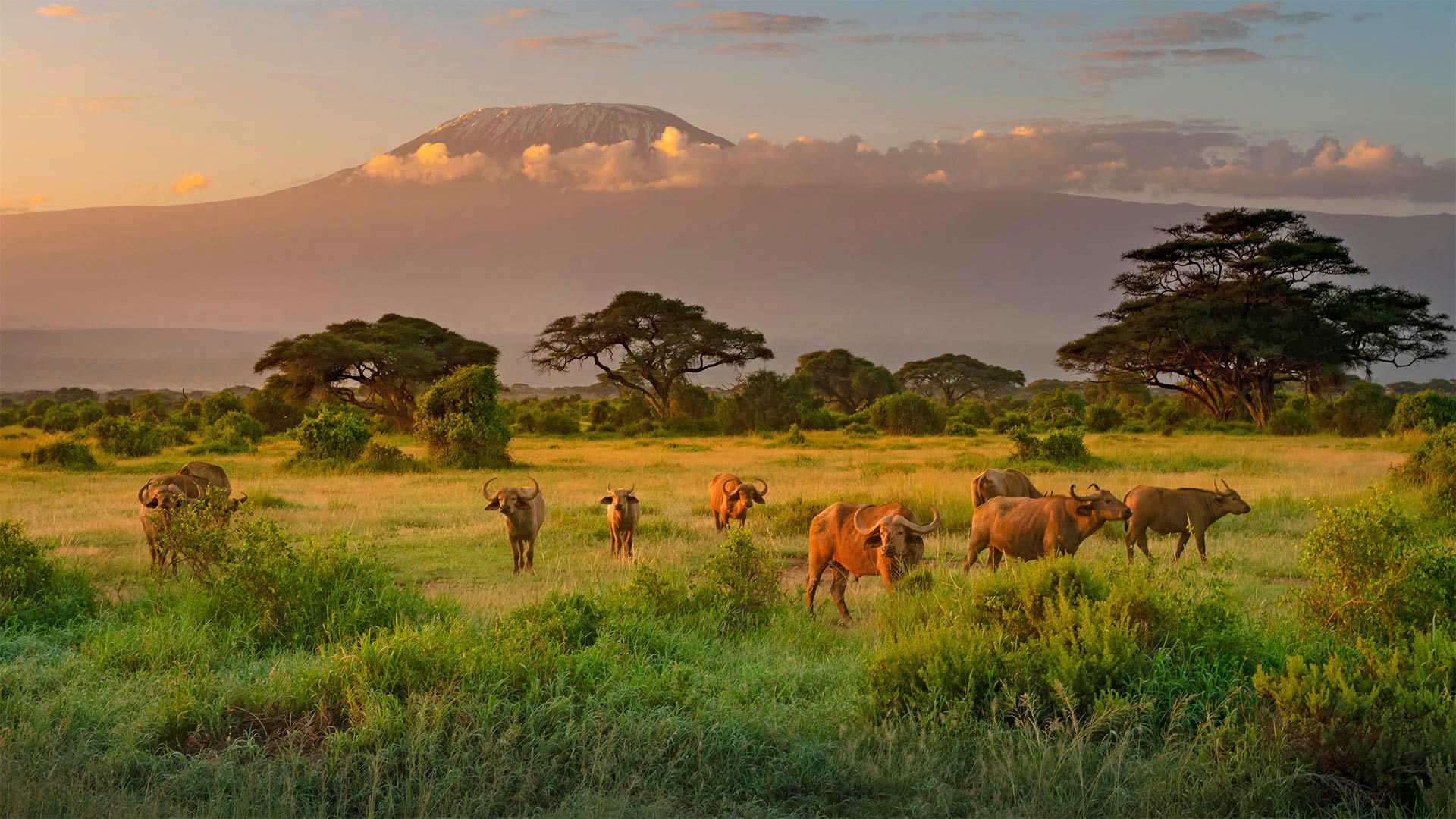 Mount Kilimanjaro with Cape buffaloes in foreground, Amboseli Biosphere Reserve, Kenya - RealityImages/Shutterstock)