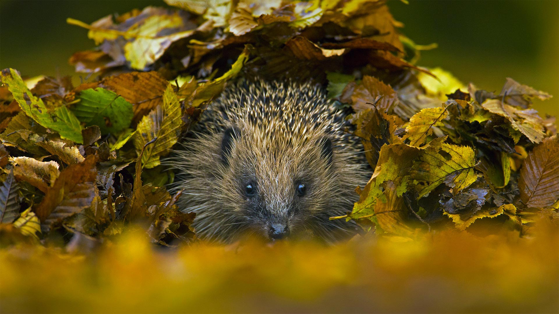 European hedgehog in Sussex, England - Jules Cox
