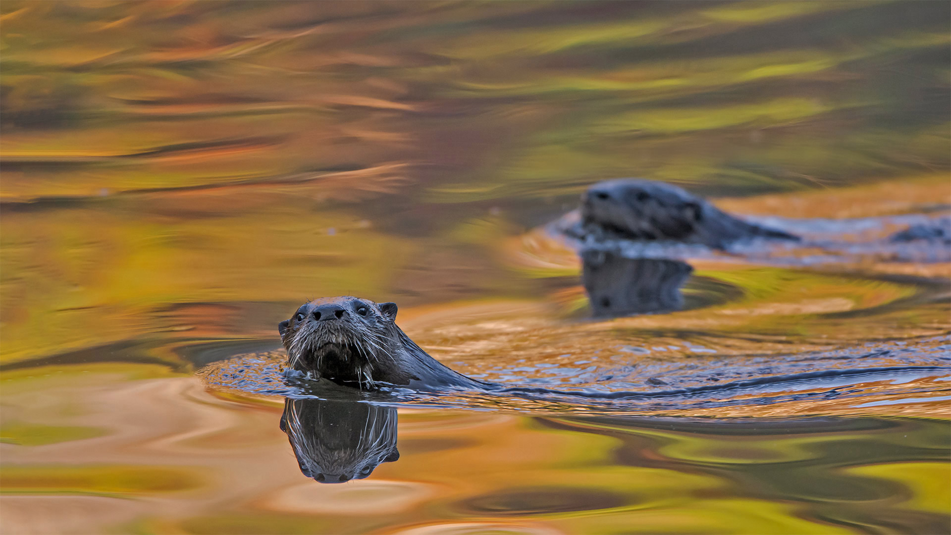 North American river otters swimming in Acadia National Park, Maine - George Sanker