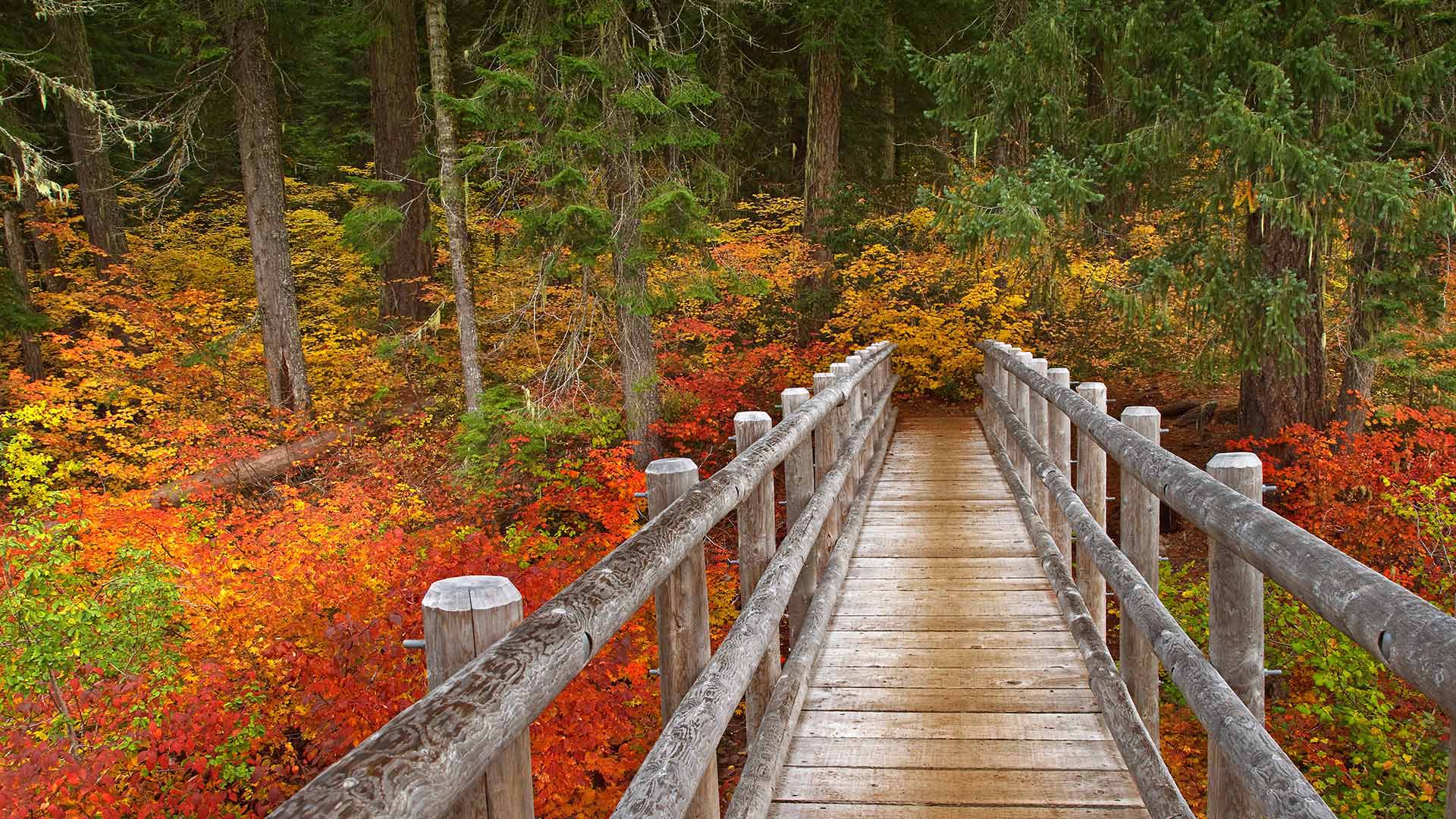 Bridge on the McKenzie River Trail, Willamette National Forest, Oregon - Don Paulson/Danita Delimont)