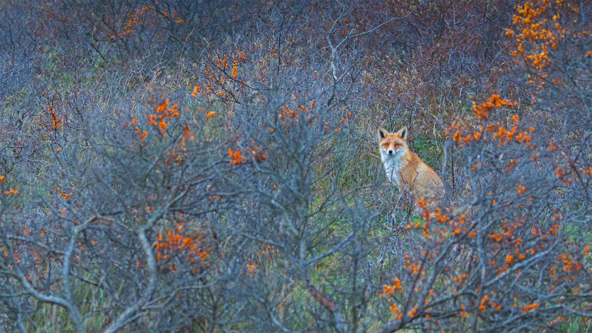 Red fox in Amsterdamse Waterleidingduinen Nature Reserve, Netherlands - Edwin Giesbers