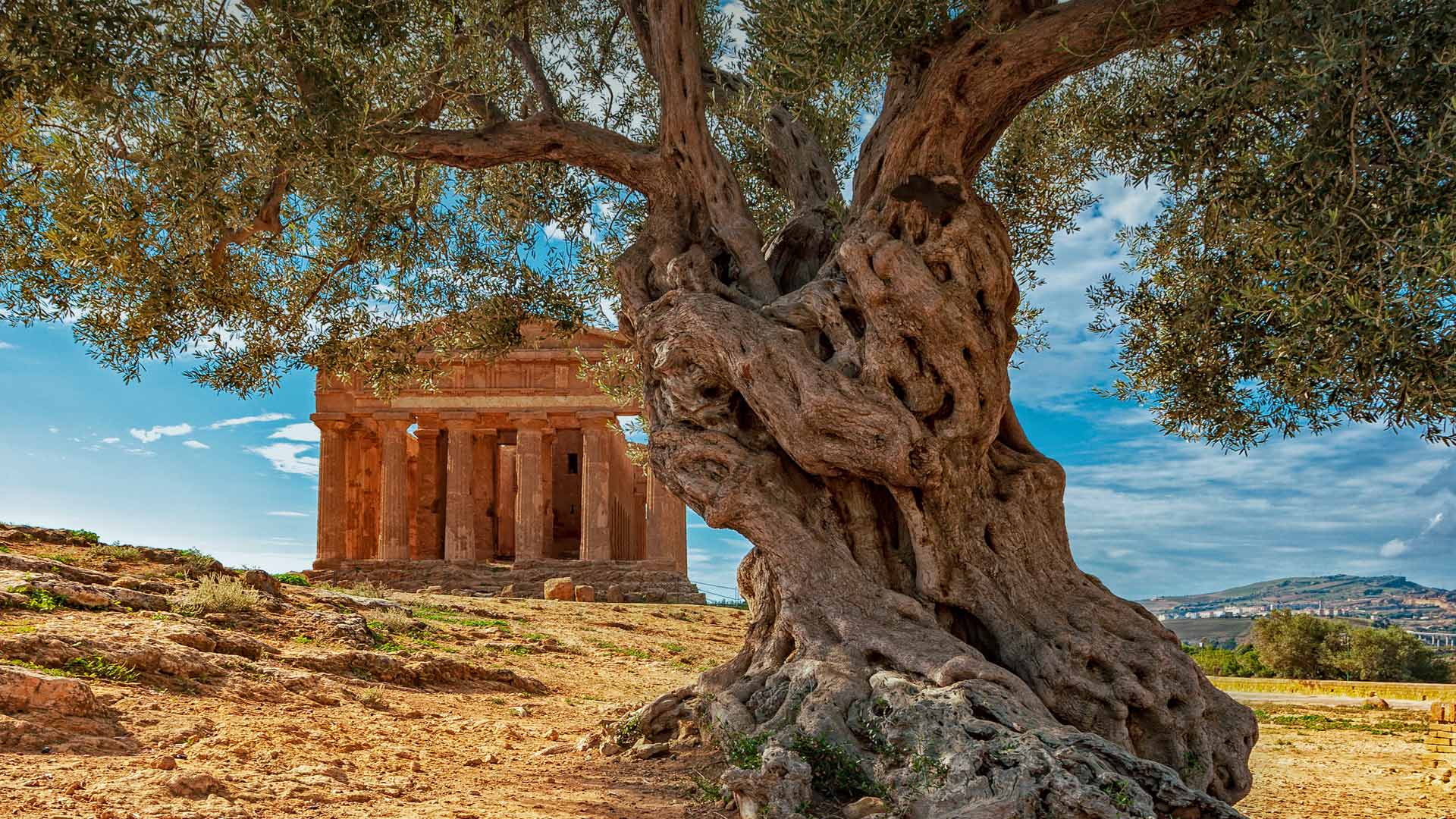 An olive tree in front of the Temple of Concordia on the island of Sicily, Italy - Alfio Finocchiaro/Shutterstock)