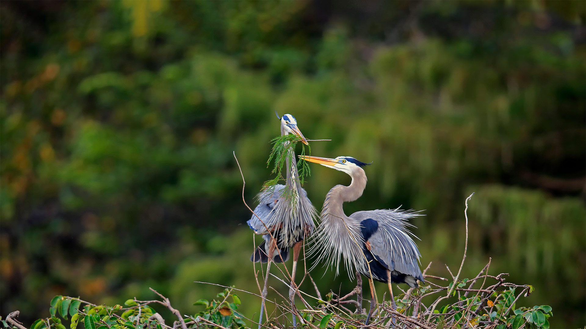 Great blue herons building a nest in Wakodahatchee Wetlands, Delray Beach, Florida - Imagebroker/Alamy)