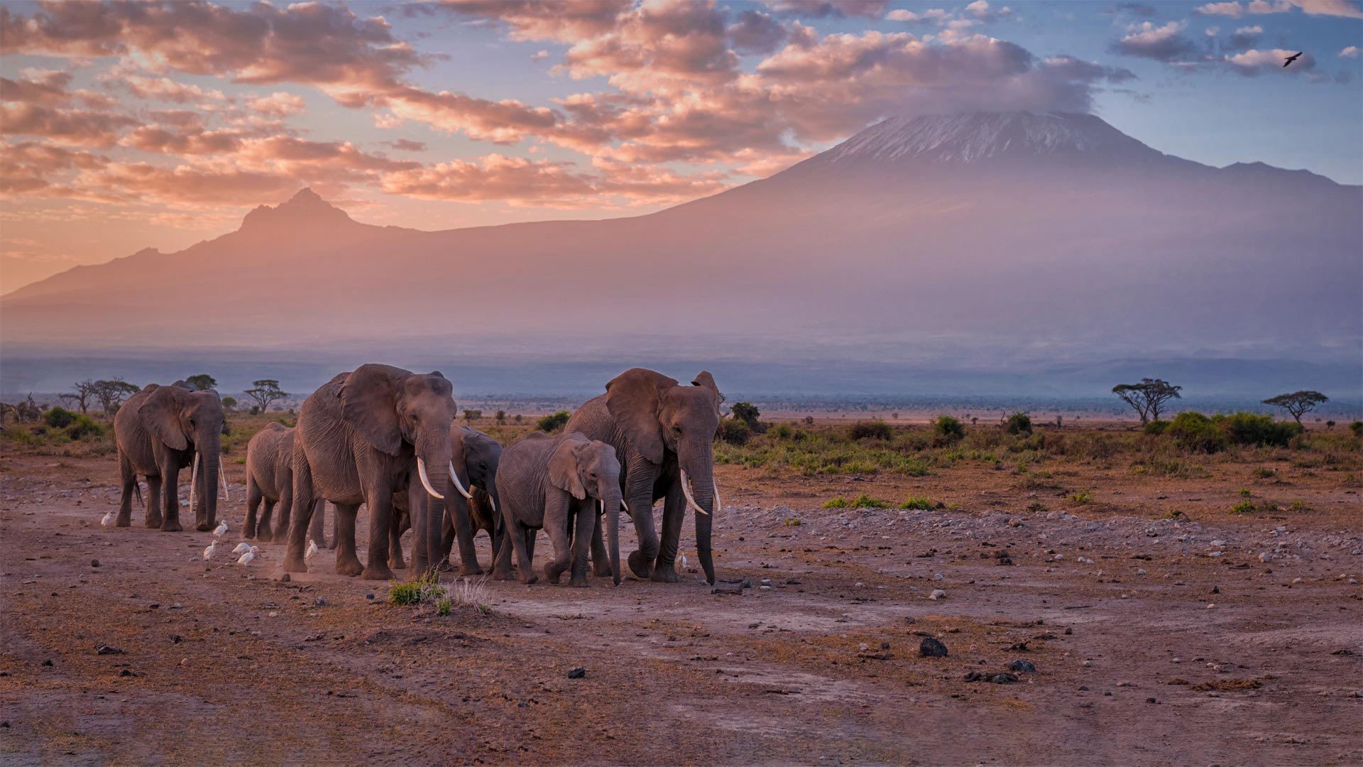 Elephants near Mount Kilimanjaro, Amboseli National Park, Kenya - Diana Robinson Photography/Getty Images)