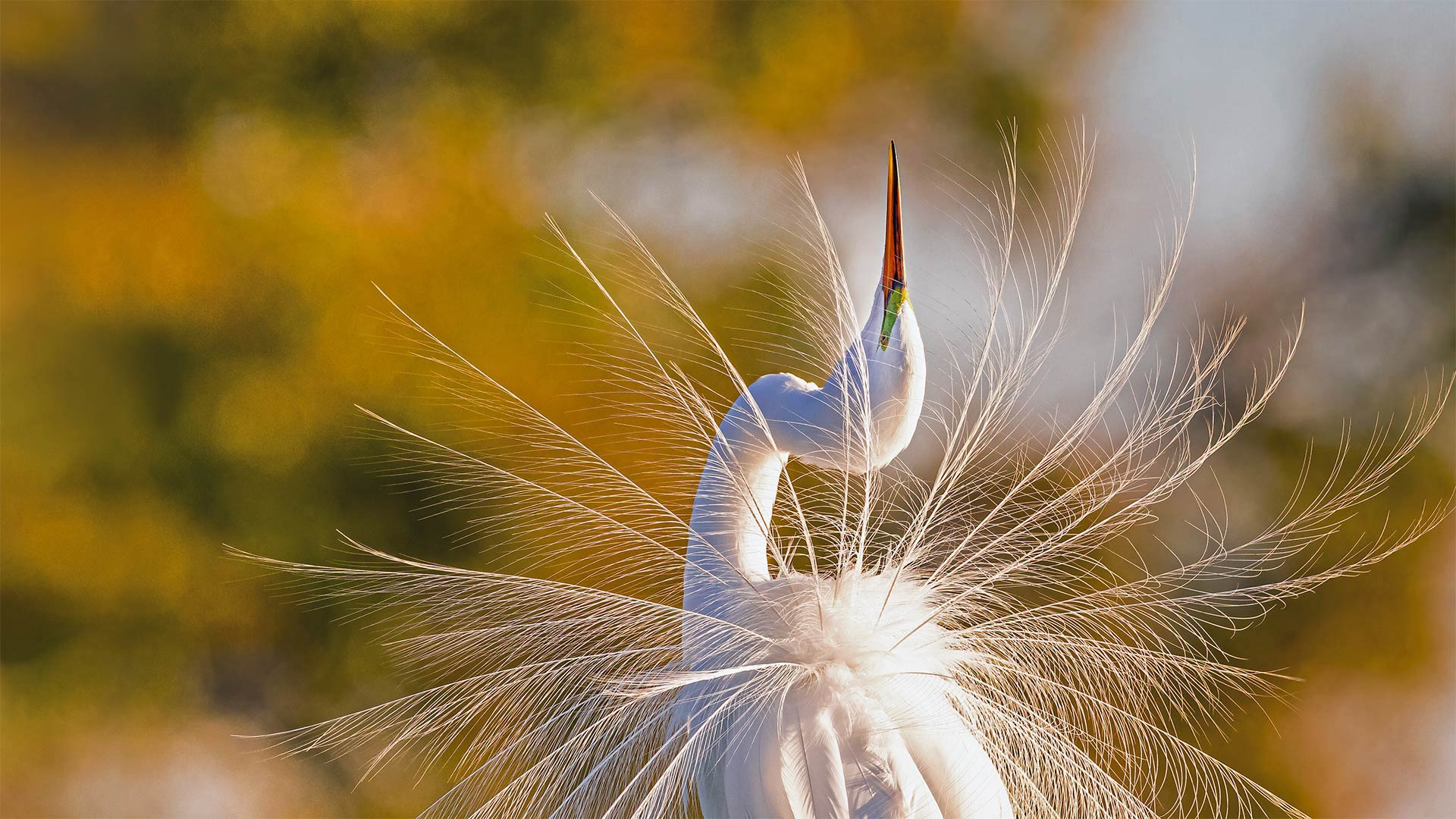 A great egret in Everglades National Park, Florida - Troy Harrison/Getty Images)