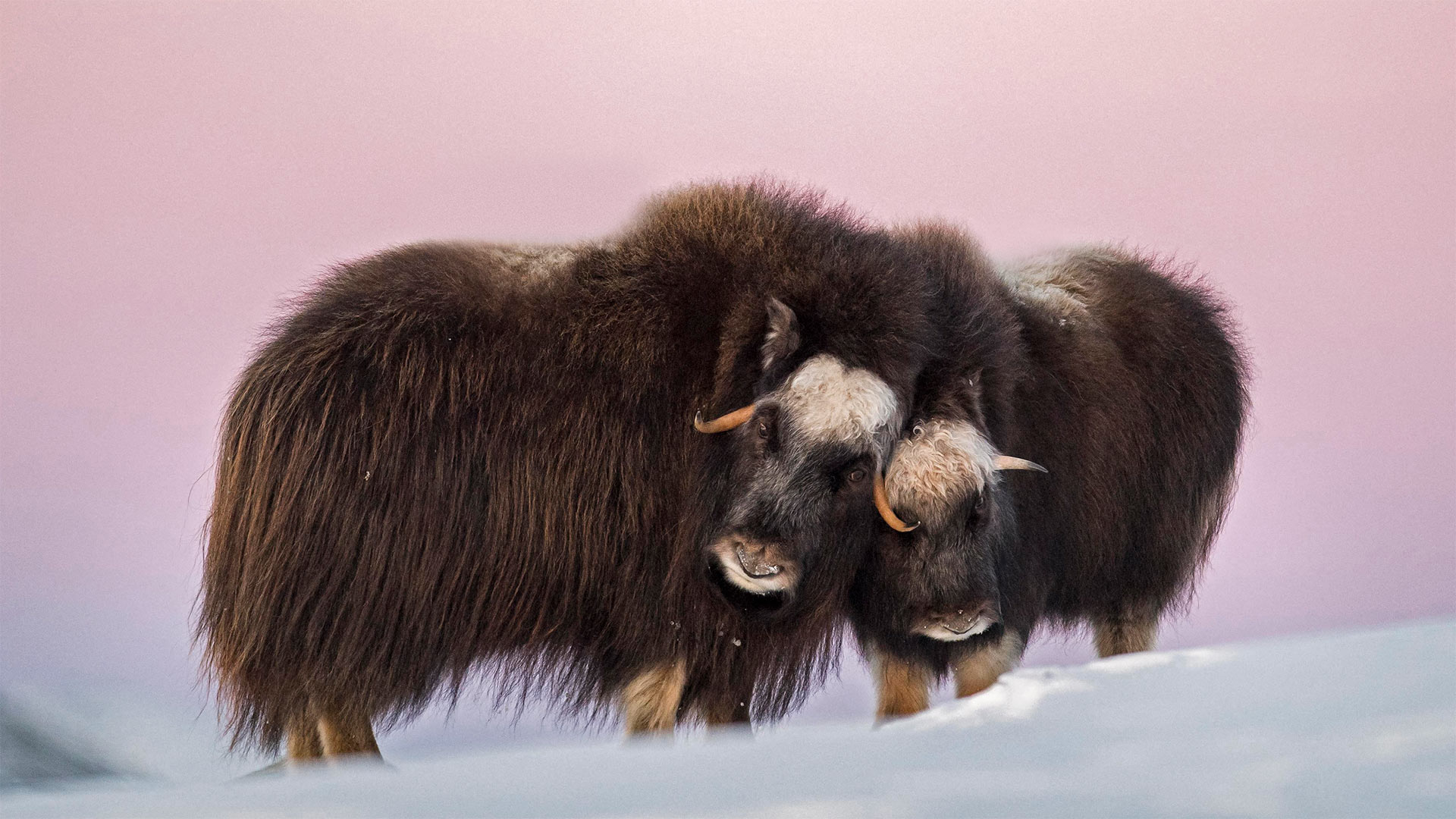 Muskox mother and calf in Dovre-Sunndalsfjella National Park, Norway - Robert Haasmann