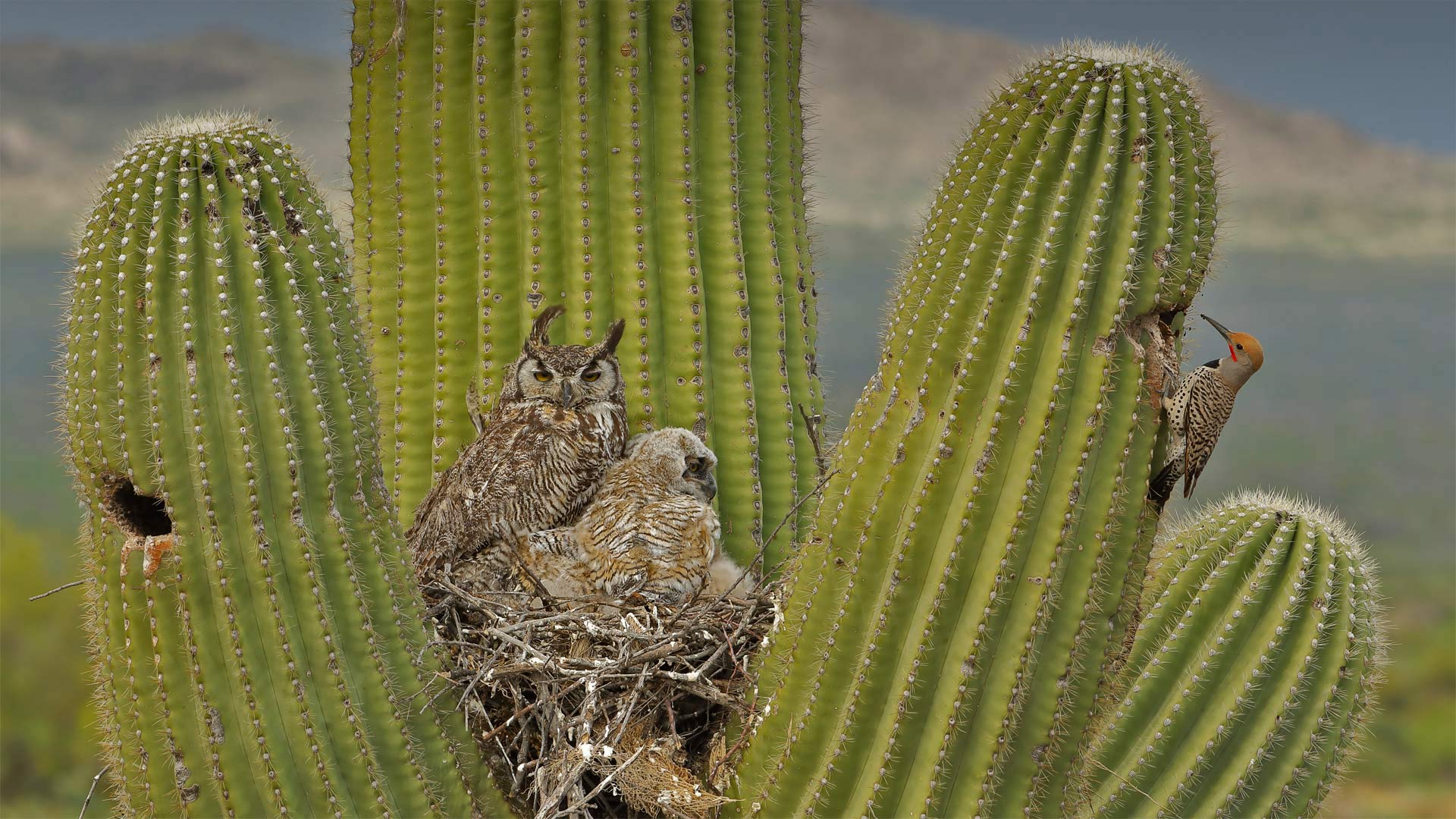 Great horned owls and a gilded flicker on a saguaro cactus in the Sonoran Desert, Arizona - John Cancalosi