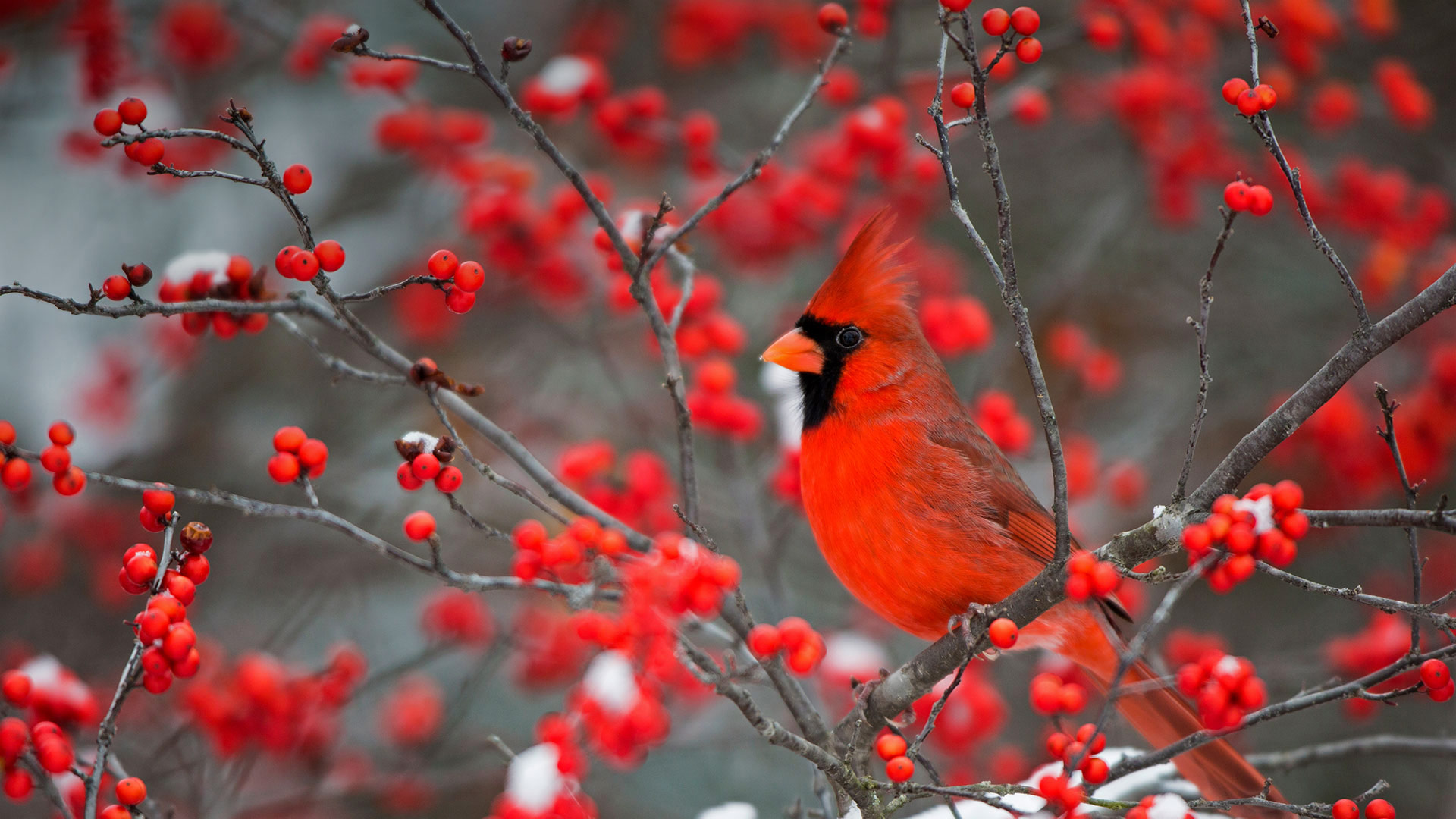 A northern cardinal perched in a common winterberry bush in Marion County, Illinois - Richard and Susan Day/Danita Delimont)