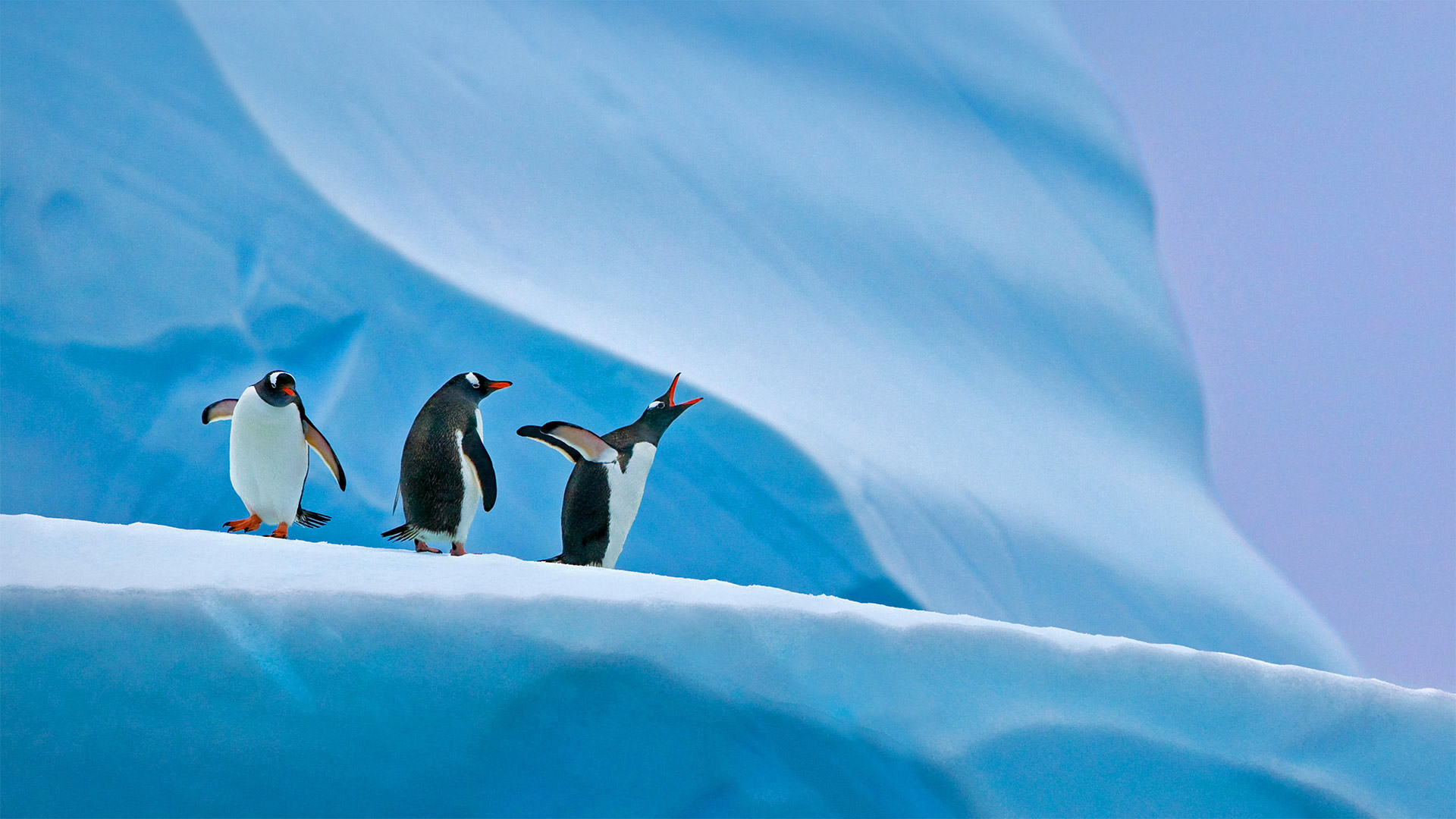Gentoo penguins in Antarctica - Nature Picture Library/Alamy)