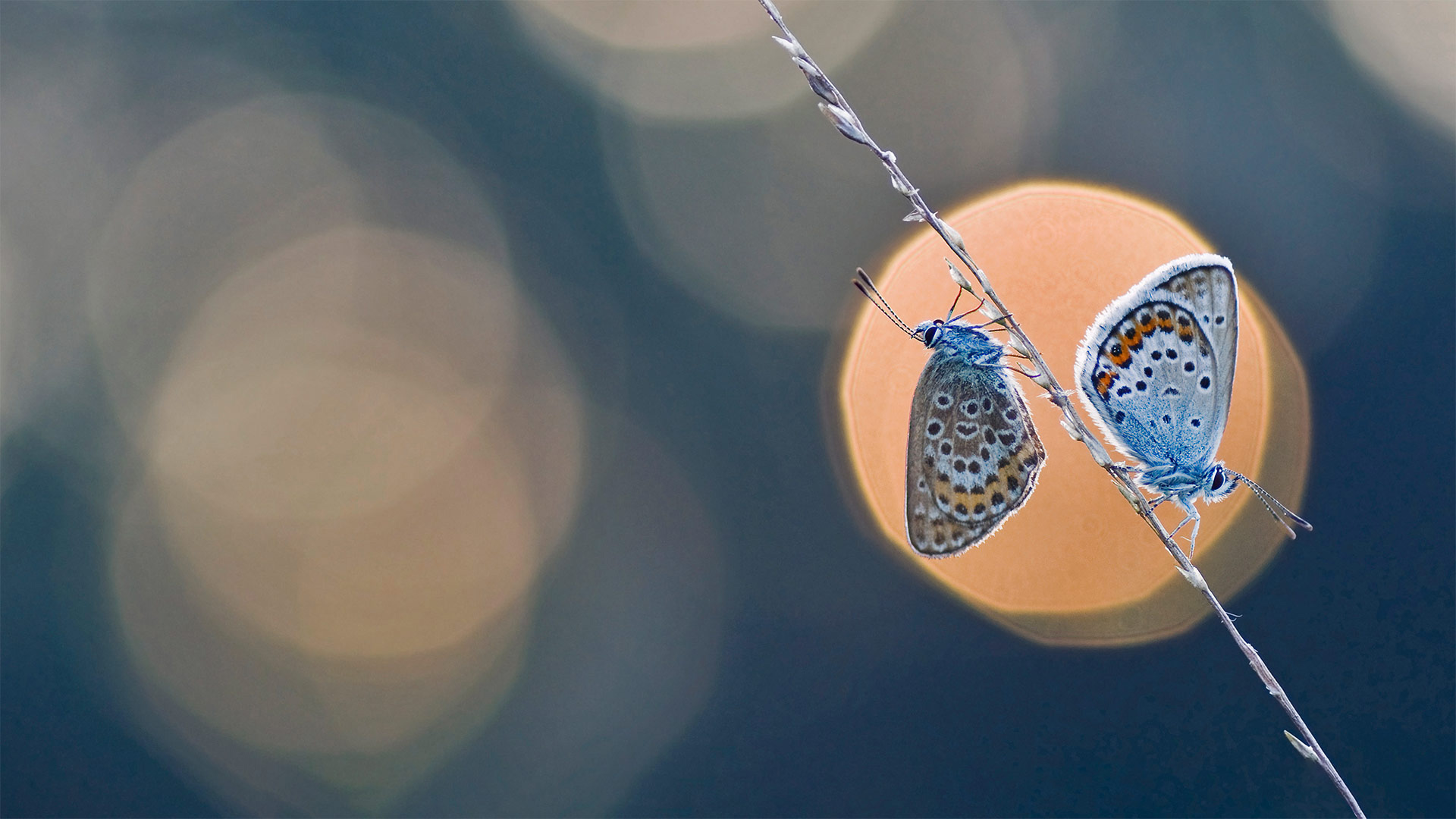 A pair of silver-studded blue butterflies - Misja Smits