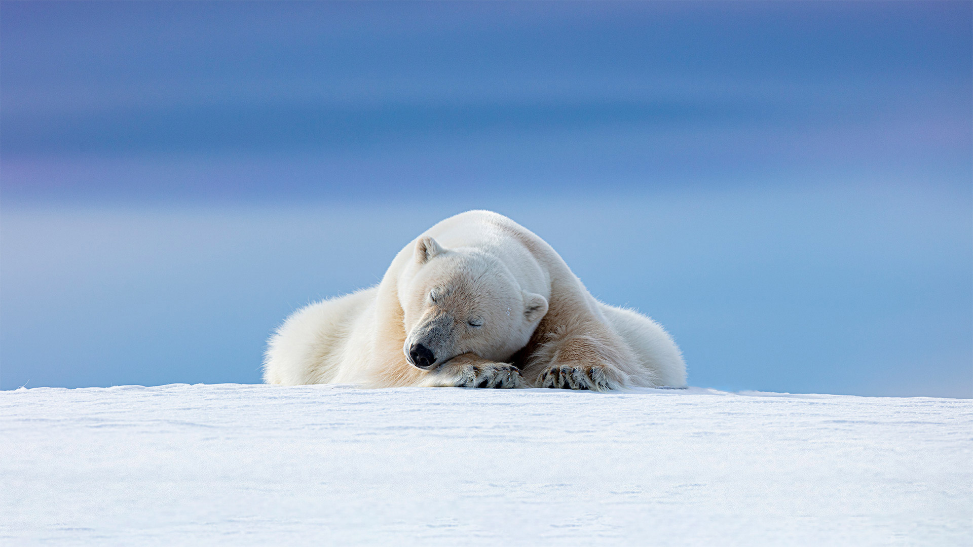 Polar bear in Svalbard, Norway - Dennis Stogsdill/Getty Images)