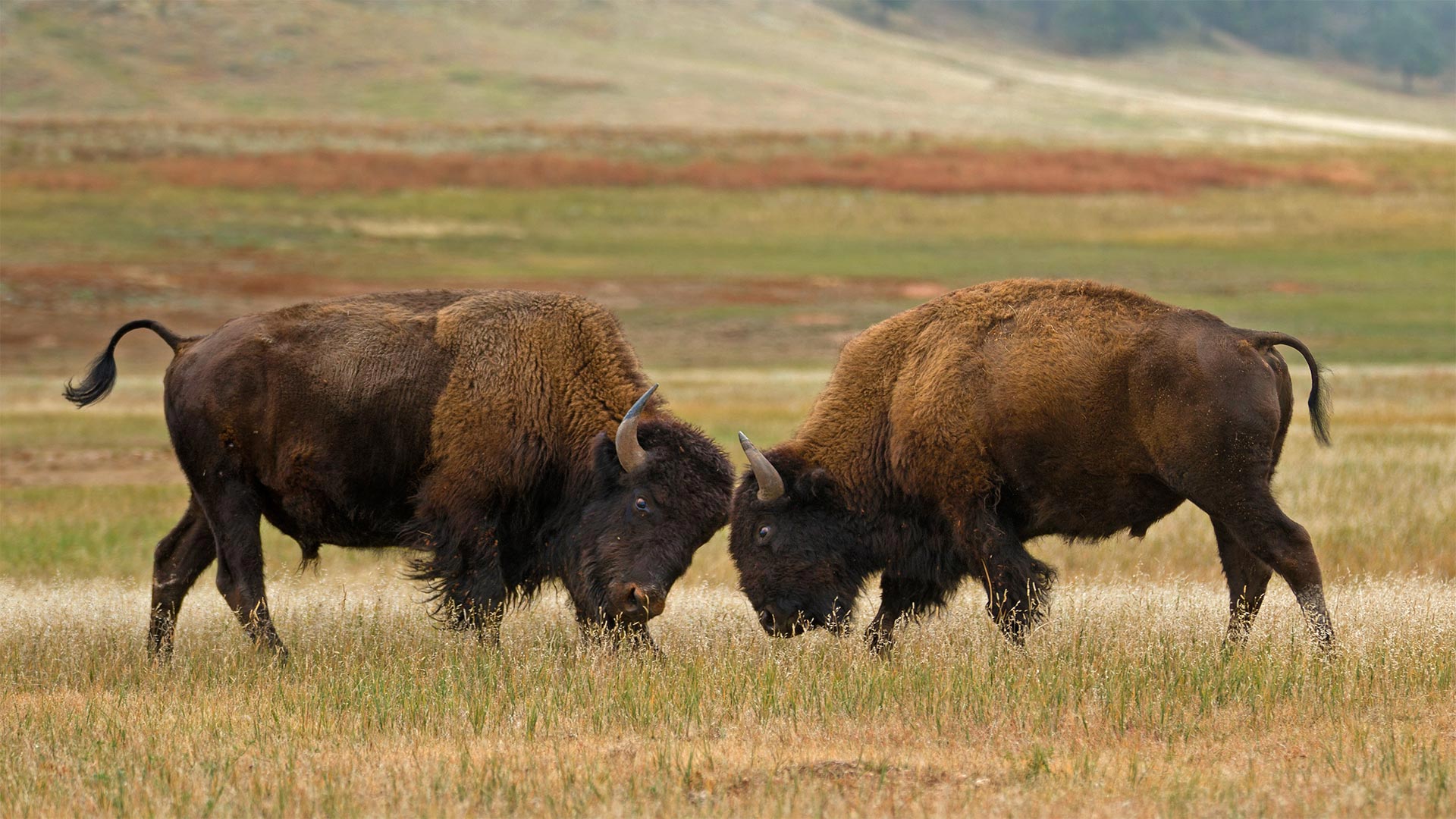 Bison in Wind Cave National Park, South Dakota - Charlie Summers