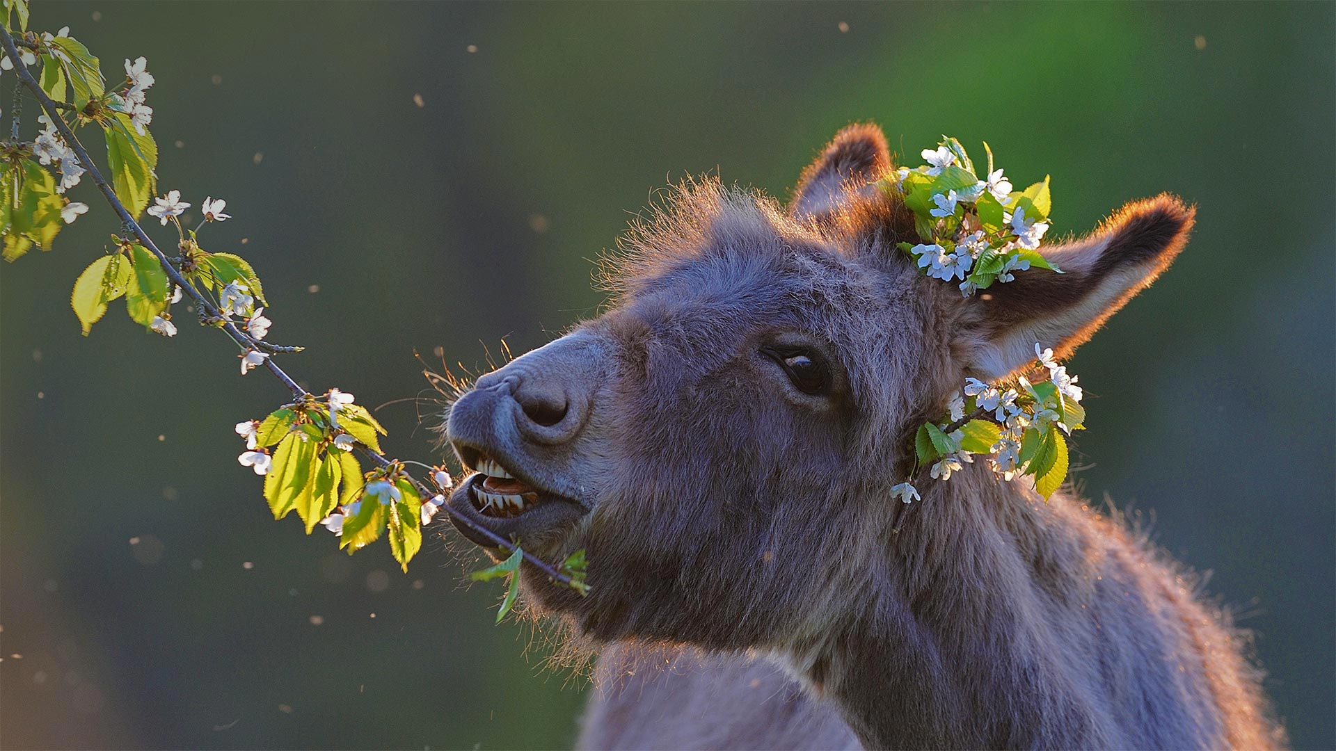 Domestic donkey feeding on cherry twigs - Juniors Bildarchiv GmbH/Alamy)