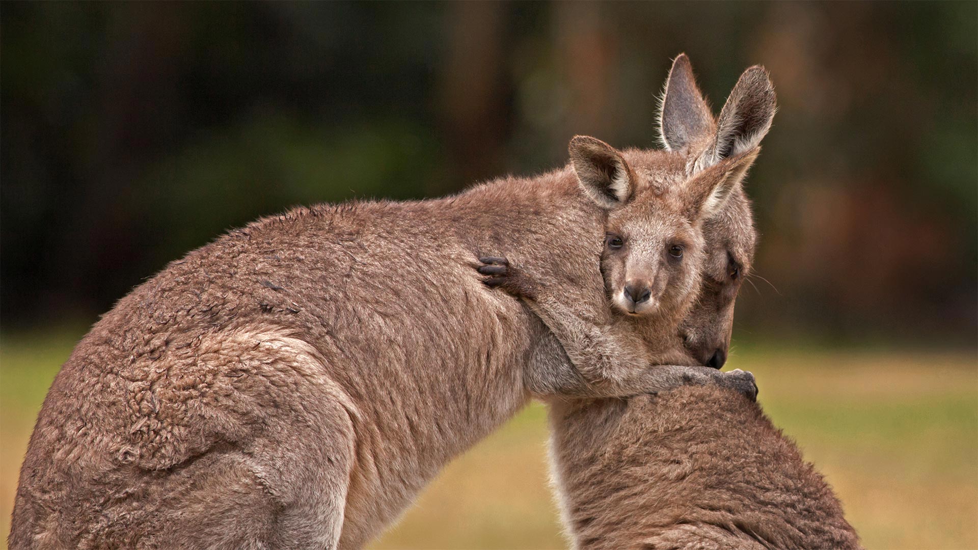 Kangaroo mother and baby - Belle Ciezak/Shutterstock)