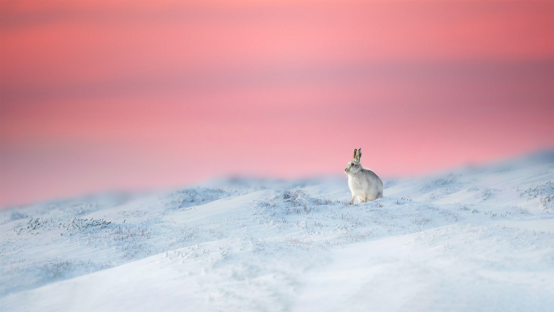 Mountain hare in Derbyshire, England - Ben Hall