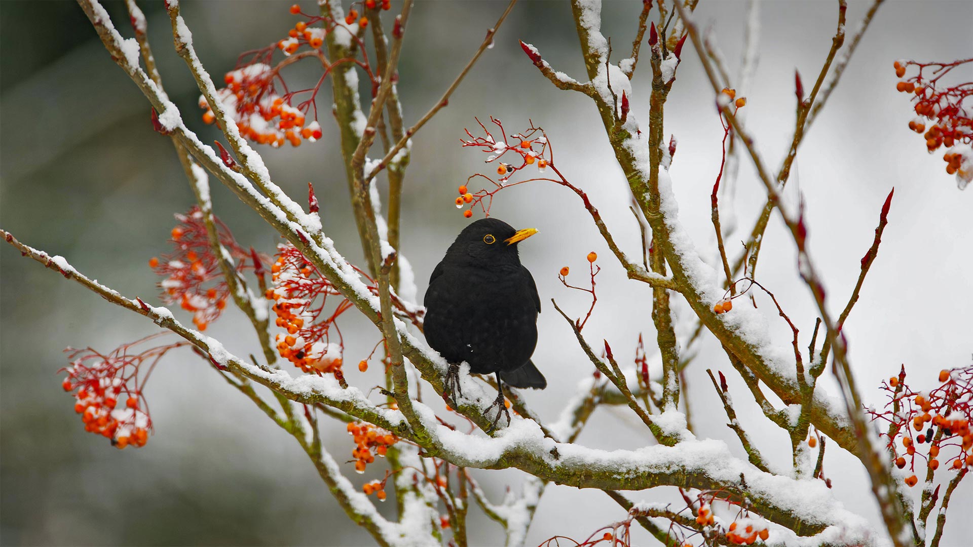 Blackbird in Essex, England - Bill Coster/Alamy)