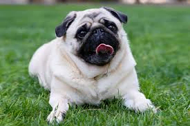 dog1