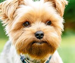 dog2