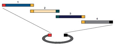 Effortlessly build clones with DNA fragments using Gibson Assembly Cloning kits and master mixes for an efficient cloning workflow.