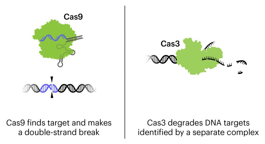 Cas9 与 Cas3 的作用机制说明