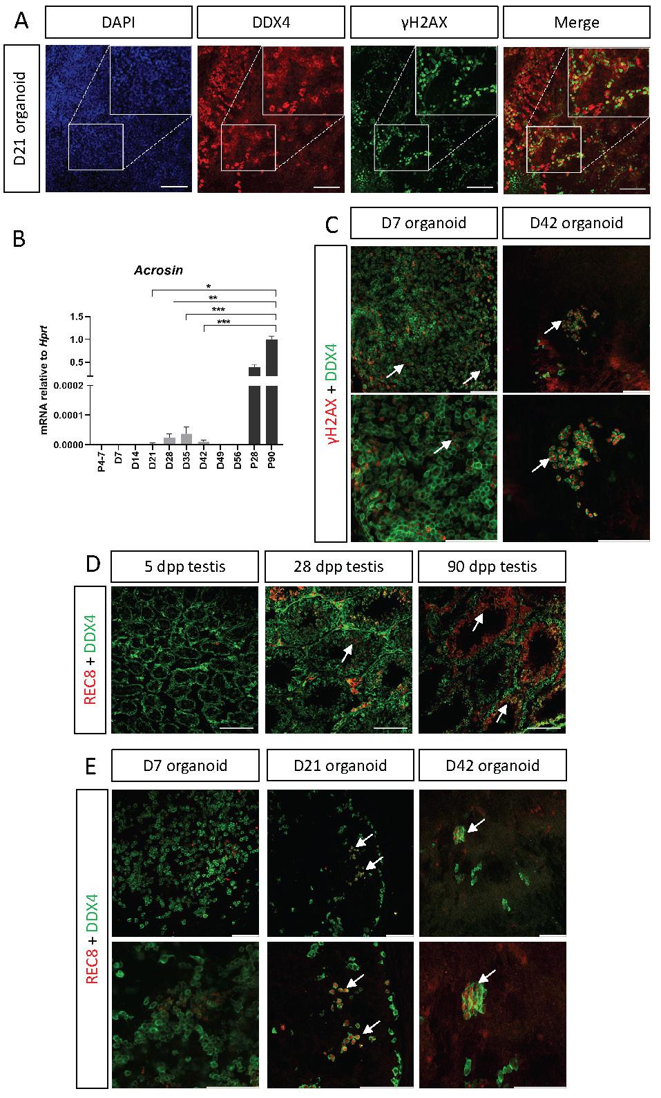 Int J Biol Sci Image