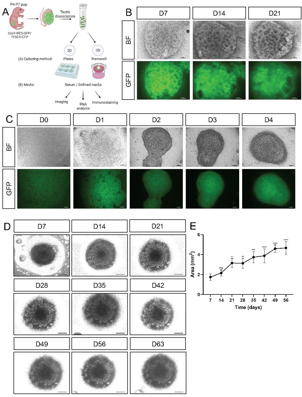 Int J Biol Sci Image