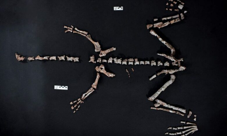 Ancient 'Windrunner' Dinosaur, Among World's Oldest, Unearthed in Argentine Andes