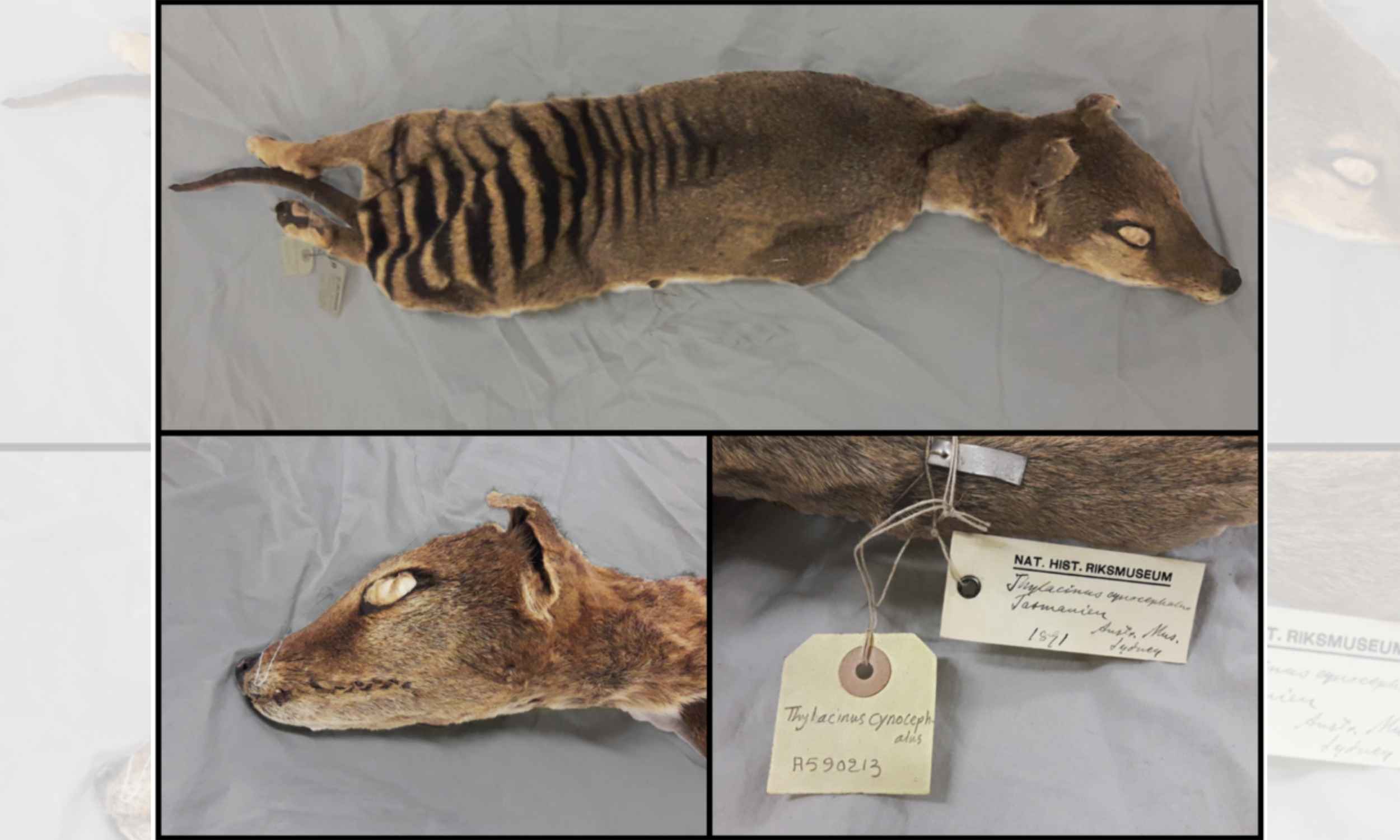 Extinct Tasmanian Tiger Reveals 130-Year-Old RNA to Swedish Scientists