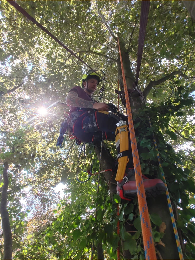 Ablauf einer Baumpflege in Glinde
