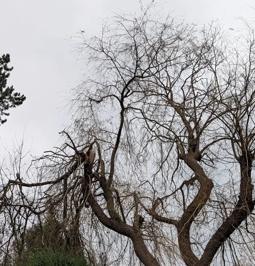 Sturmschaden im Garten