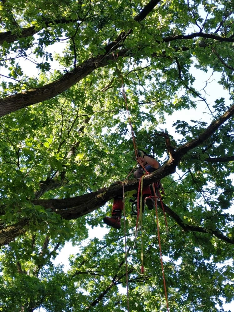 Baum mit viel Totholz