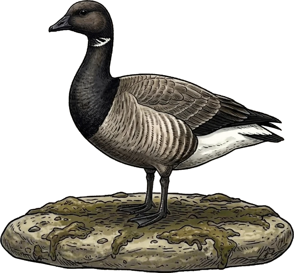 Brant Goose