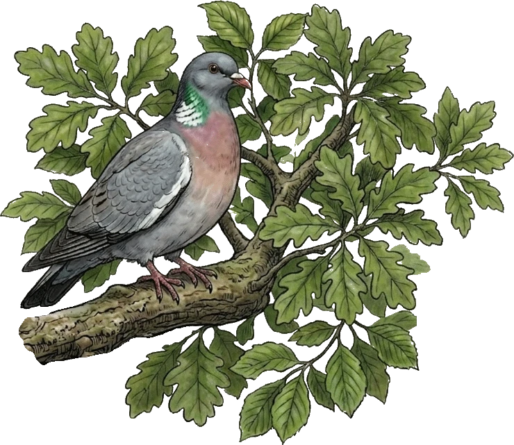 Common Wood Pigeon